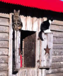 Barn cats on shutter.JPG (516244 bytes)