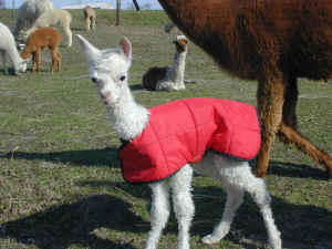 Lil Standing In Cria Coat.JPG (647033 bytes)