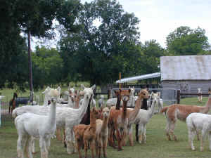 Lots of Alpacas.JPG (659648 bytes)