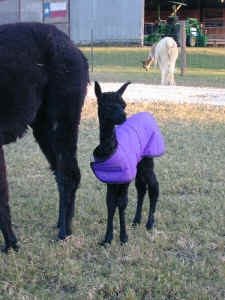 Samantha's Cria In Coat.JPG (1175188 bytes)