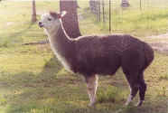 Smokey_April_2001.2.jpg (353857 bytes)